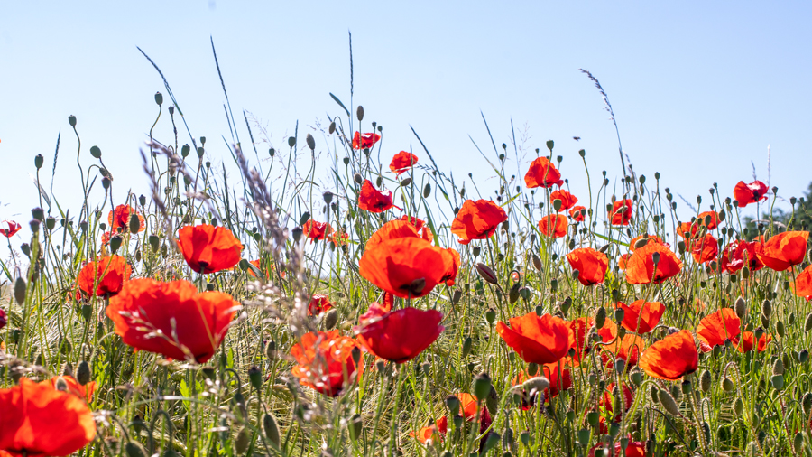 Mohnblumen - poppies